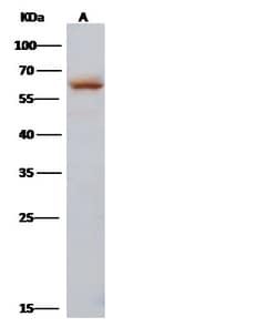 Invitrogen Influenza A H3N2 NP (A/Hong Kong/1/1968) Polyclonal Antibody
