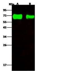 Invitrogen Influenza A H4N6 NA (A/mallard/Ohio/657/2002) Polyclonal Antibody