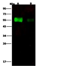 Invitrogen Influenza A H6N2 HA1 (A/chicken/Guangdong/C273/2011) Polyclonal