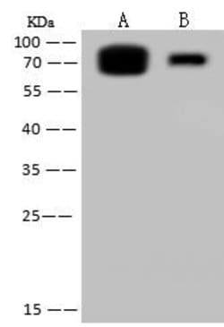 Invitrogen Influenza B NP (B/Florida/4/2006) Polyclonal Antibody 100 &mu;L;