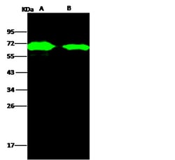 Invitrogen AcmNPV gp64 Polyclonal Antibody 100 &mu;L; Unconjugated:Antibodies,