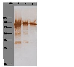 M13 Phage coat protein g3p Rabbit anti-Virus, Polyclonal, Invitrogen 100