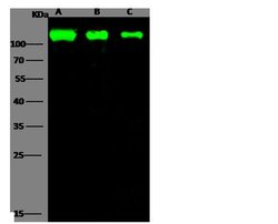 MERS Coronavirus Spike Protein S1 Rabbit anti-Virus, Polyclonal, Invitrogen