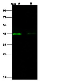 Invitrogen West Nile Virus Envelope (lineage 1, strain NY99) Polyclonal
