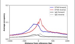 Invitrogen ETV6 Polyclonal Antibody 100 &mu;L; Unconjugated:Antibodies,