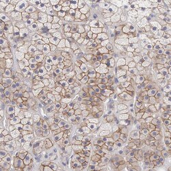 Invitrogen SLITRK4 Polyclonal Antibody 100 &mu;L; Unconjugated:Antibodies,