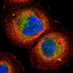 Invitrogen GRASP1 Polyclonal Antibody 100 &mu;L; Unconjugated:Antibodies,