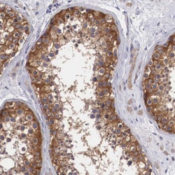 Invitrogen GRASP1 Polyclonal Antibody 100 &mu;L; Unconjugated:Antibodies,