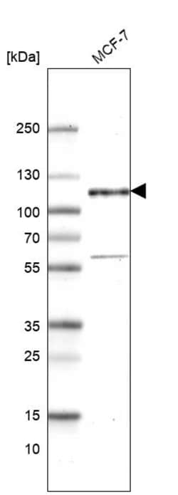 Invitrogen GRASP1 Polyclonal Antibody 100 &mu;L | Buy Online | Invitrogen&trade; | Fisher Scientific