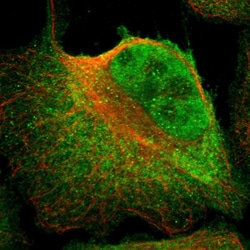 Invitrogen Kaiso Polyclonal Antibody 100 &mu;L; Unconjugated:Antibodies,