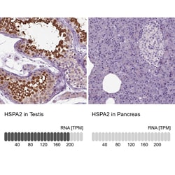 Invitrogen HSPA2 Polyclonal Antibody 100 &mu;L; Unconjugated:Antibodies,