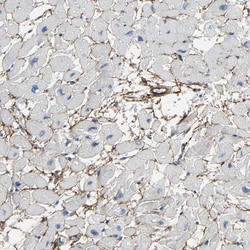 Invitrogen Fibulin 5 Polyclonal Antibody 100 &mu;L; Unconjugated:Antibodies,