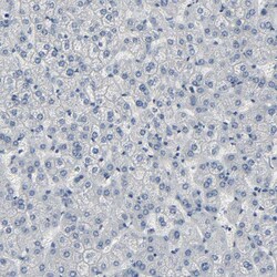 Invitrogen Fibulin 5 Polyclonal Antibody 100 &mu;L; Unconjugated:Antibodies,