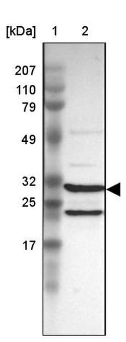 PSMA3 Polyclonal Antibody, Invitrogen 100 &mu;L; Unconjugated:Antibodies,