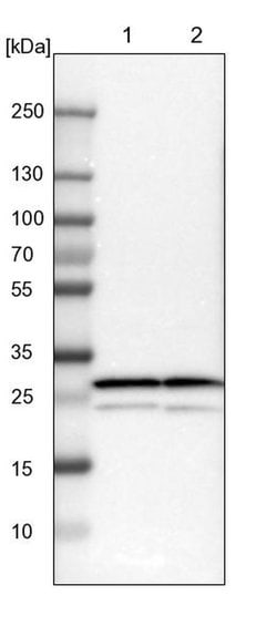 PSMA3 Polyclonal Antibody, Invitrogen 100 &mu;L; Unconjugated:Antibodies,