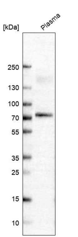 Invitrogen C4BPA Polyclonal Antibody 100 &mu;L | Buy Online | Invitrogen&trade; | Fisher Scientific