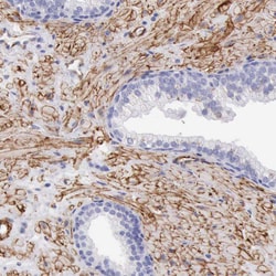 Invitrogen AOC3 Polyclonal Antibody 100 &mu;L; Unconjugated:Antibodies,