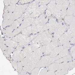 Invitrogen AOC3 Polyclonal Antibody 100 &mu;L; Unconjugated:Antibodies,