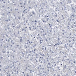 Invitrogen BRD1 Polyclonal Antibody 100 &mu;L; Unconjugated:Antibodies,