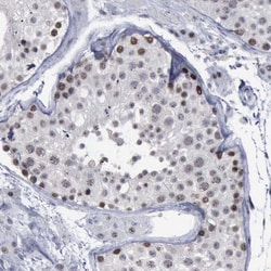 Invitrogen BRD1 Polyclonal Antibody 100 &mu;L; Unconjugated:Antibodies,
