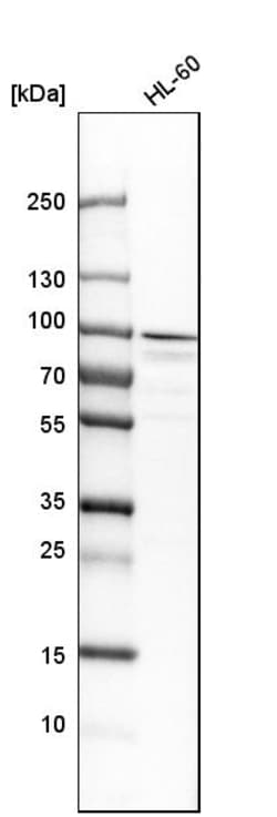 Invitrogen Aconitase 2 Polyclonal Antibody 100 &mu;L | Buy Online | Invitrogen&trade; | Fisher Scientific