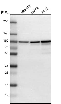 Invitrogen Aconitase 2 Polyclonal Antibody 100 &mu;L | Buy Online | Invitrogen&trade; | Fisher Scientific