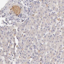 Invitrogen Complement Factor I Polyclonal Antibody 100 &mu;L; Unconjugated:Antibodies,