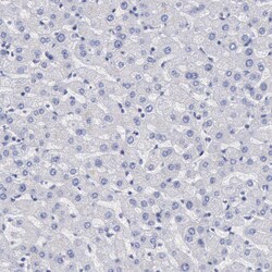 Invitrogen MSK1 Polyclonal Antibody 100 &mu;L; Unconjugated:Antibodies,