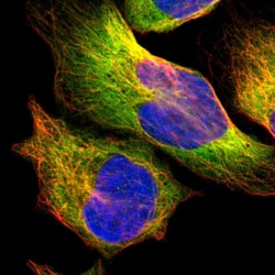 Invitrogen HDJ2 Polyclonal Antibody 100 &mu;L; Unconjugated:Antibodies,
