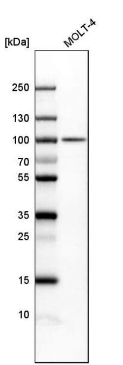 Invitrogen B-Raf Polyclonal Antibody 100 &mu;L; Unconjugated:Antibodies,