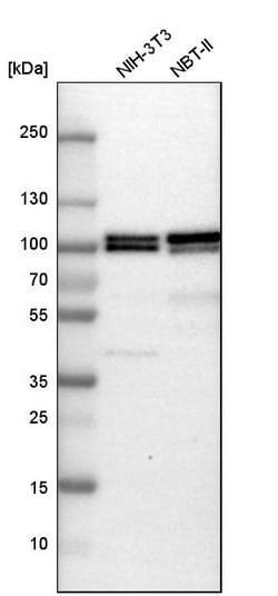 Invitrogen B-Raf Polyclonal Antibody 100 &mu;L; Unconjugated:Antibodies,