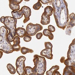 Invitrogen PCTAIRE1 Polyclonal Antibody 100 &mu;L; Unconjugated:Antibodies,
