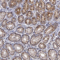 Invitrogen Flotillin 1 Polyclonal Antibody 100 &mu;L; Unconjugated:Antibodies,