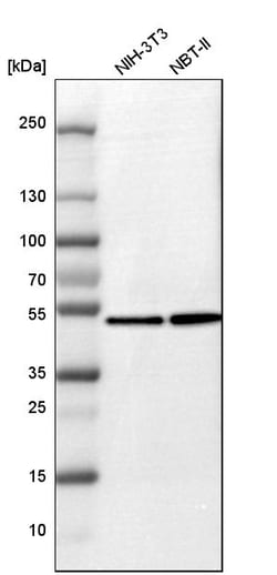Invitrogen Flotillin 1 Polyclonal Antibody 100 &mu;L; Unconjugated:Antibodies,