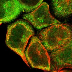 Invitrogen FADD Polyclonal Antibody 100 &mu;L; Unconjugated:Antibodies,