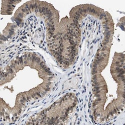 Invitrogen FADD Polyclonal Antibody 100 &mu;L; Unconjugated:Antibodies,