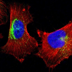Invitrogen STX7 Polyclonal Antibody 100 &mu;L; Unconjugated:Antibodies,