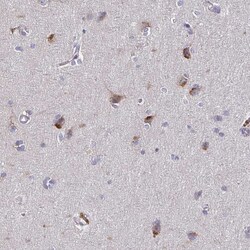 Invitrogen STX7 Polyclonal Antibody 100 &mu;L; Unconjugated:Antibodies,