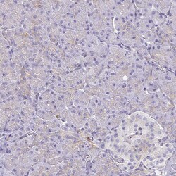 Invitrogen STX7 Polyclonal Antibody 100 &mu;L; Unconjugated:Antibodies,