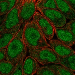 Invitrogen OASL Polyclonal Antibody 100 &mu;L; Unconjugated:Antibodies,