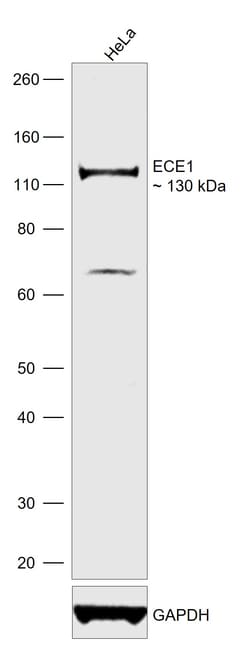 Invitrogen ECE1 Polyclonal Antibody 100 &mu;L; Unconjugated:Antibodies,