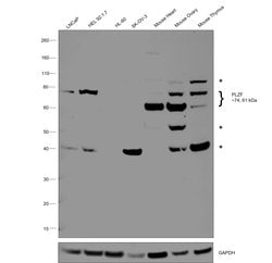 Invitrogen PLZF Polyclonal Antibody 100 &mu;L; Unconjugated:Antibodies,