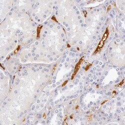 Invitrogen C4BPA Polyclonal Antibody 100 &mu;L | Buy Online | Invitrogen&trade; | Fisher Scientific