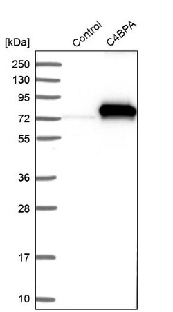 Invitrogen C4BPA Polyclonal Antibody 100 &mu;L | Buy Online | Invitrogen&trade; | Fisher Scientific