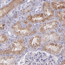 Invitrogen Kininogen 1 Polyclonal Antibody 100 &mu;L; Unconjugated:Antibodies,