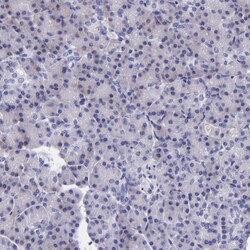Invitrogen Kininogen 1 Polyclonal Antibody 100 &mu;L; Unconjugated:Antibodies,