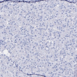 Invitrogen Kininogen 1 Polyclonal Antibody 100 &mu;L; Unconjugated:Antibodies,