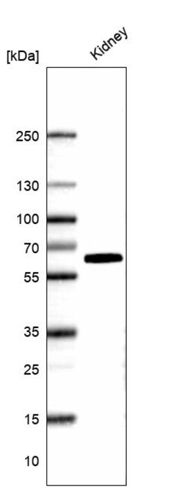 Invitrogen Kininogen 1 Polyclonal Antibody 100 &mu;L; Unconjugated:Antibodies,