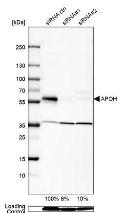 Invitrogen Apolipoprotein H Polyclonal Antibody 100 &mu;L; Unconjugated:Antikörper
