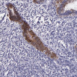 Invitrogen PAPPA Polyclonal Antibody 100 &mu;L; Unconjugated:Antibodies,
